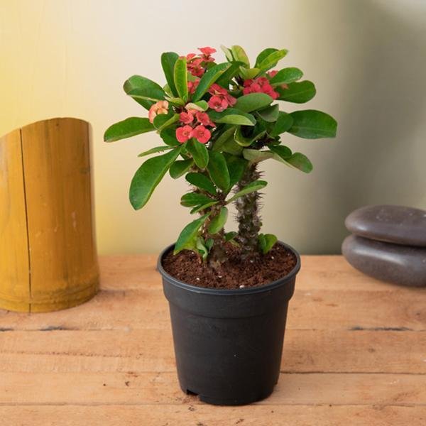Euphorbia (Crown of Thorns)