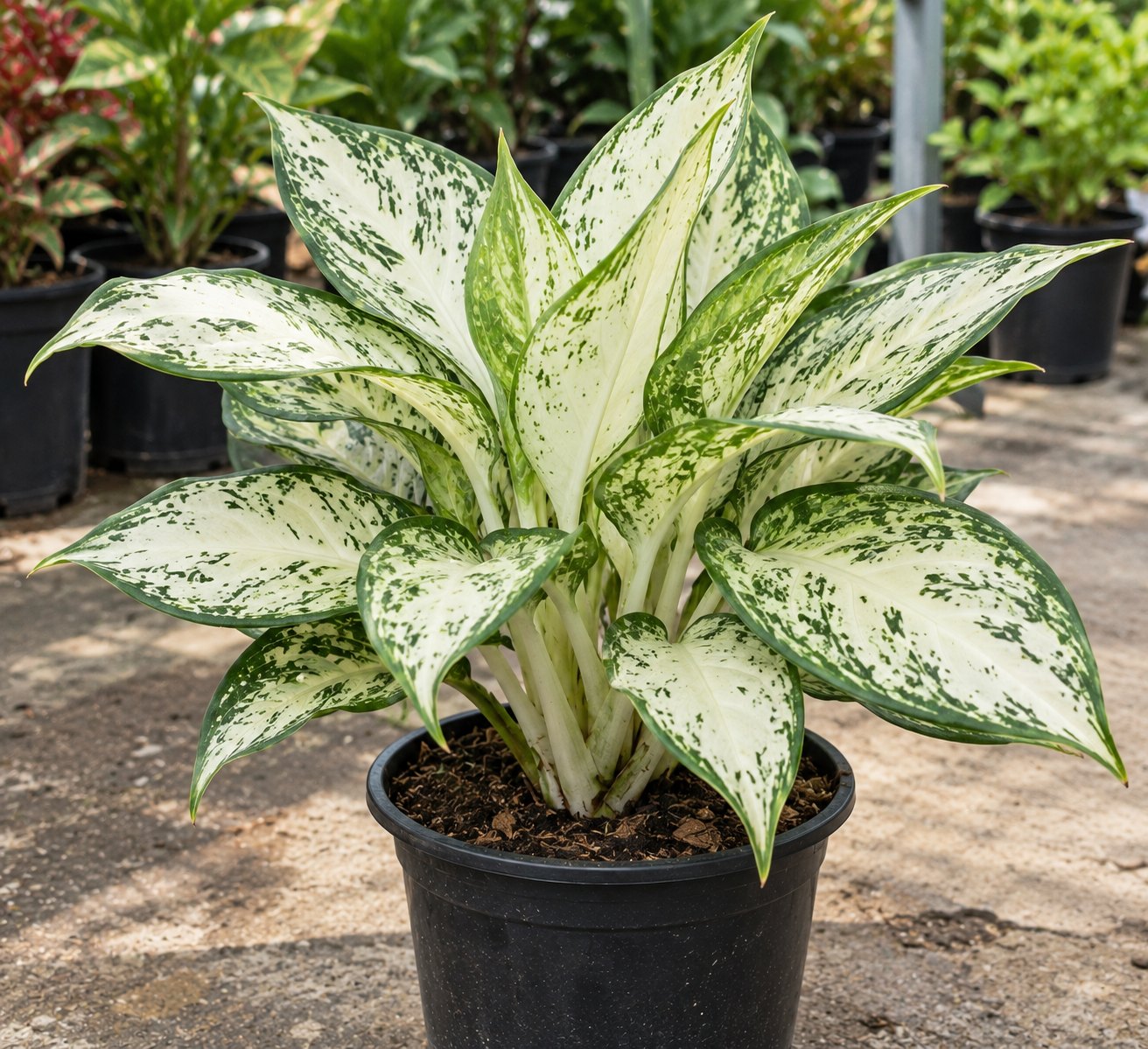 Aglaonema 'Lipstick' (Siam Aurora)