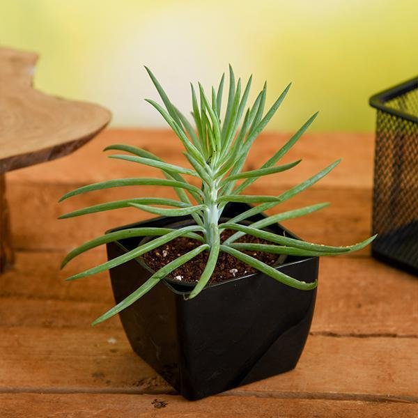 Succulent Bush Senecio