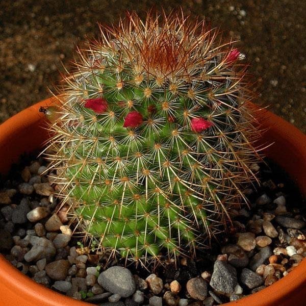 Mammillaria (Pincushion Cactus)