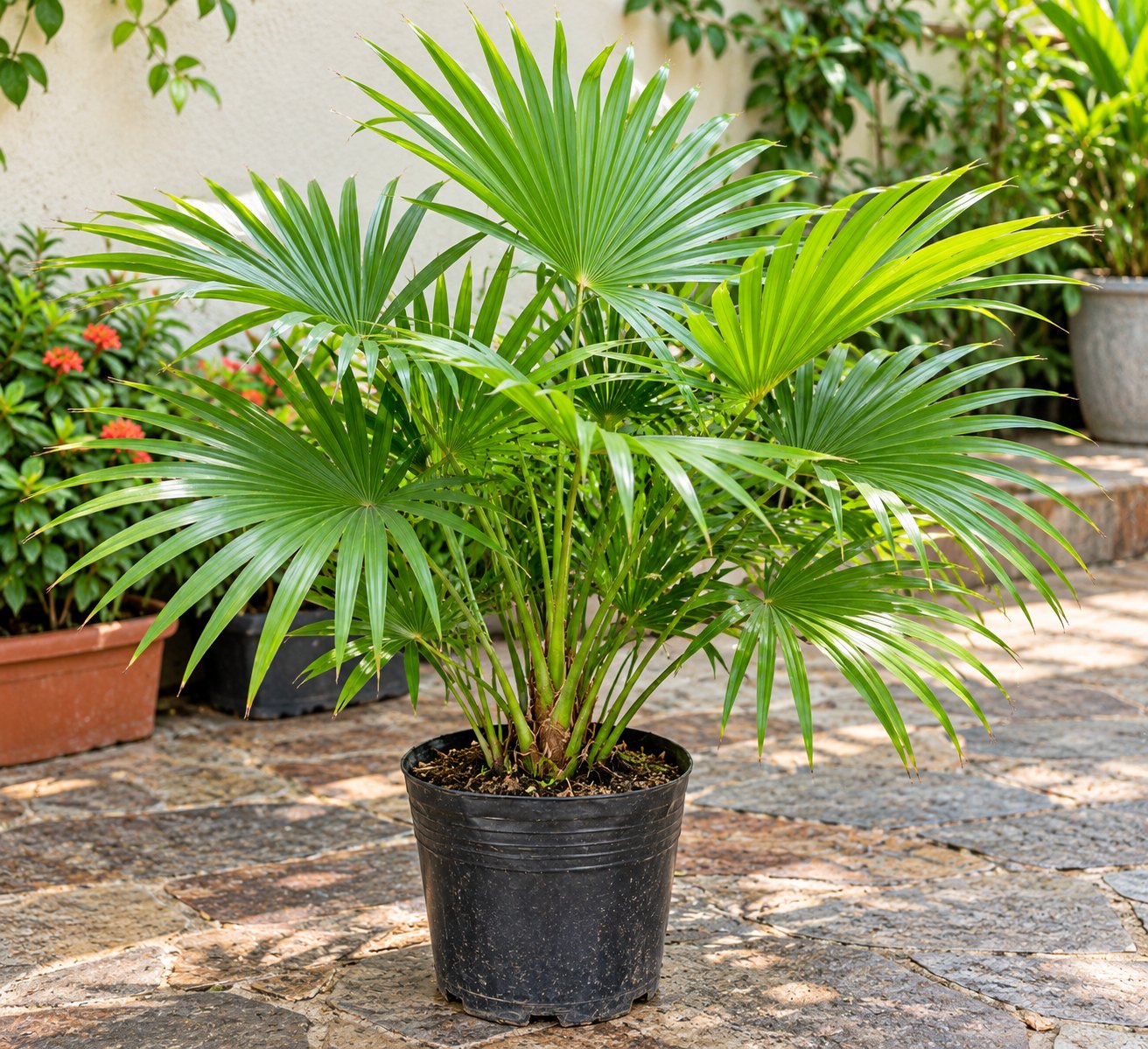 Latania Palm
