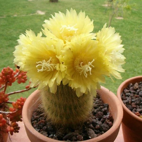 Golden Pipe Cactus (Notocactus)