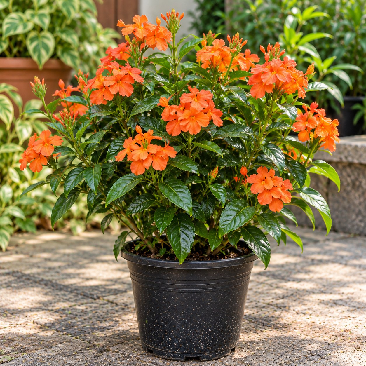 Crossandra (Big)