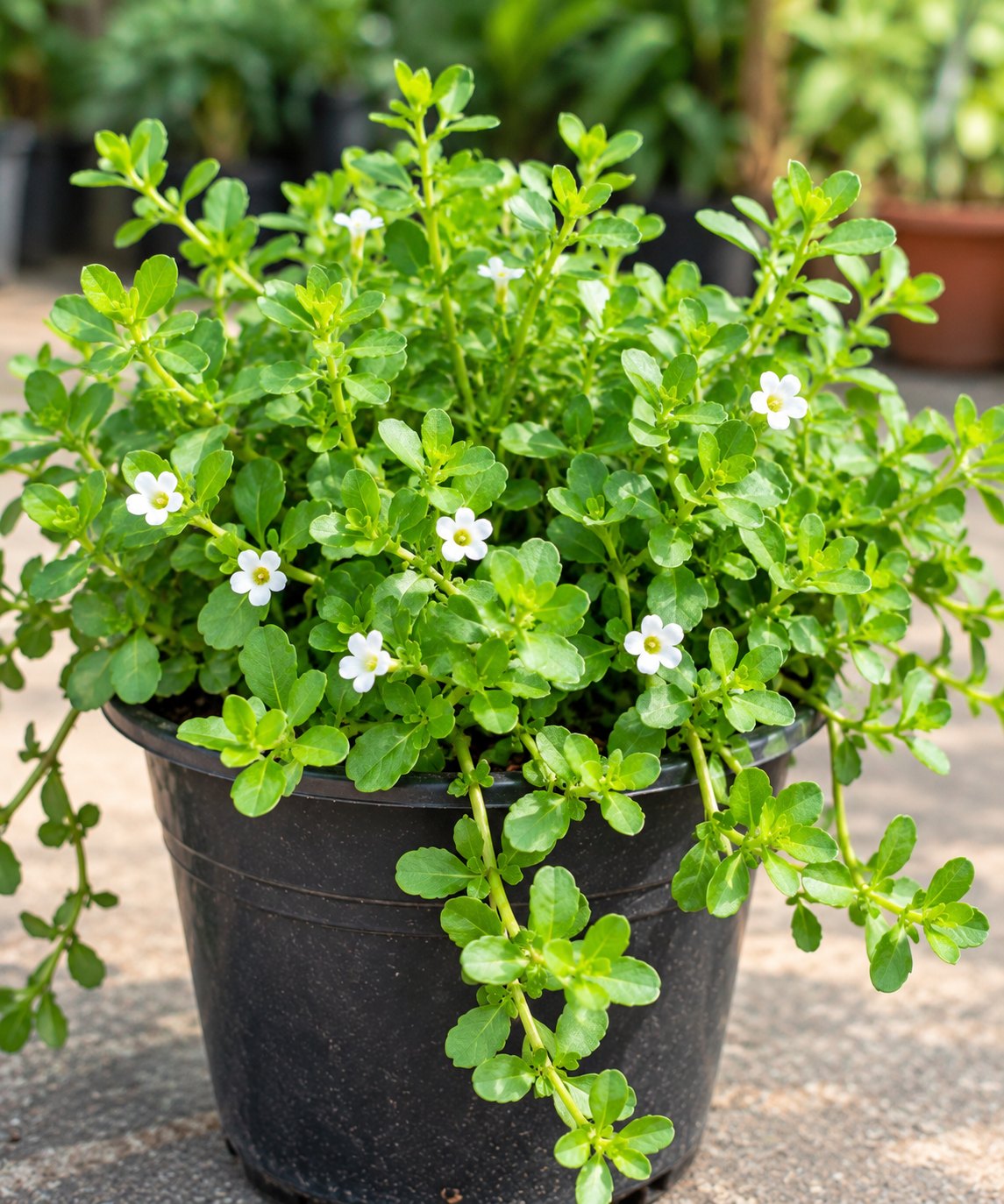 Brahmi