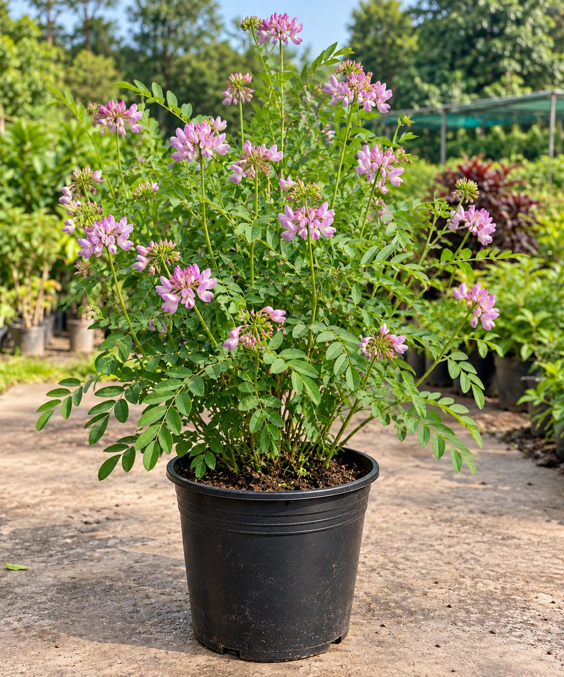 Securigera varia(crown vetch)