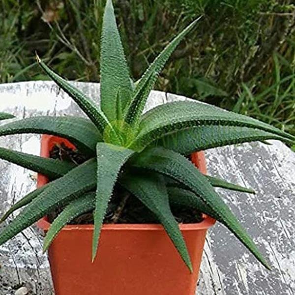 Haworthia glabrata