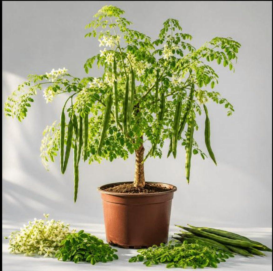 Moringa (Drumstick)