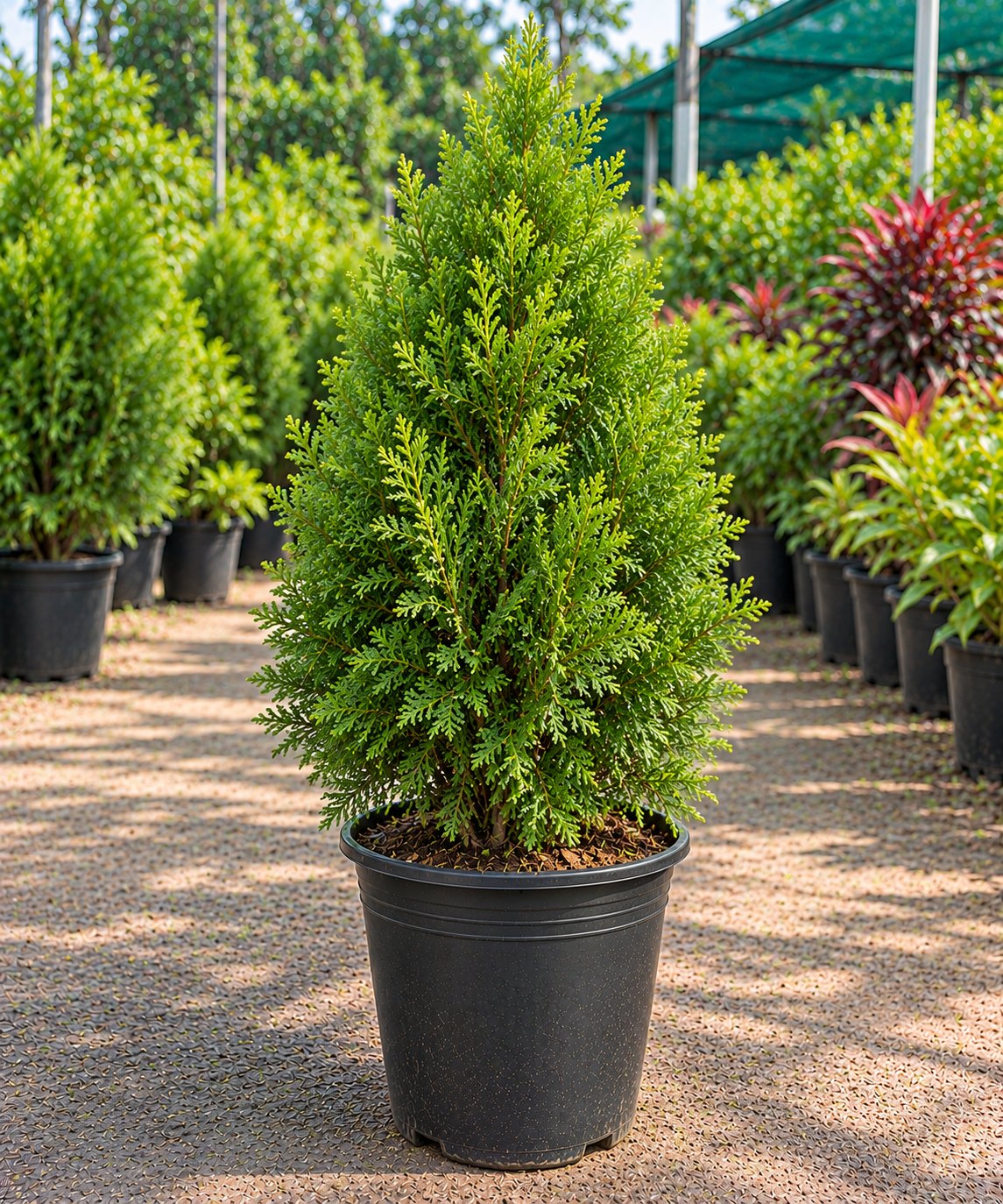 Thuja (Peacock Feather)
