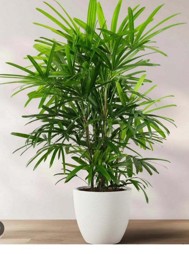 Lady Palm