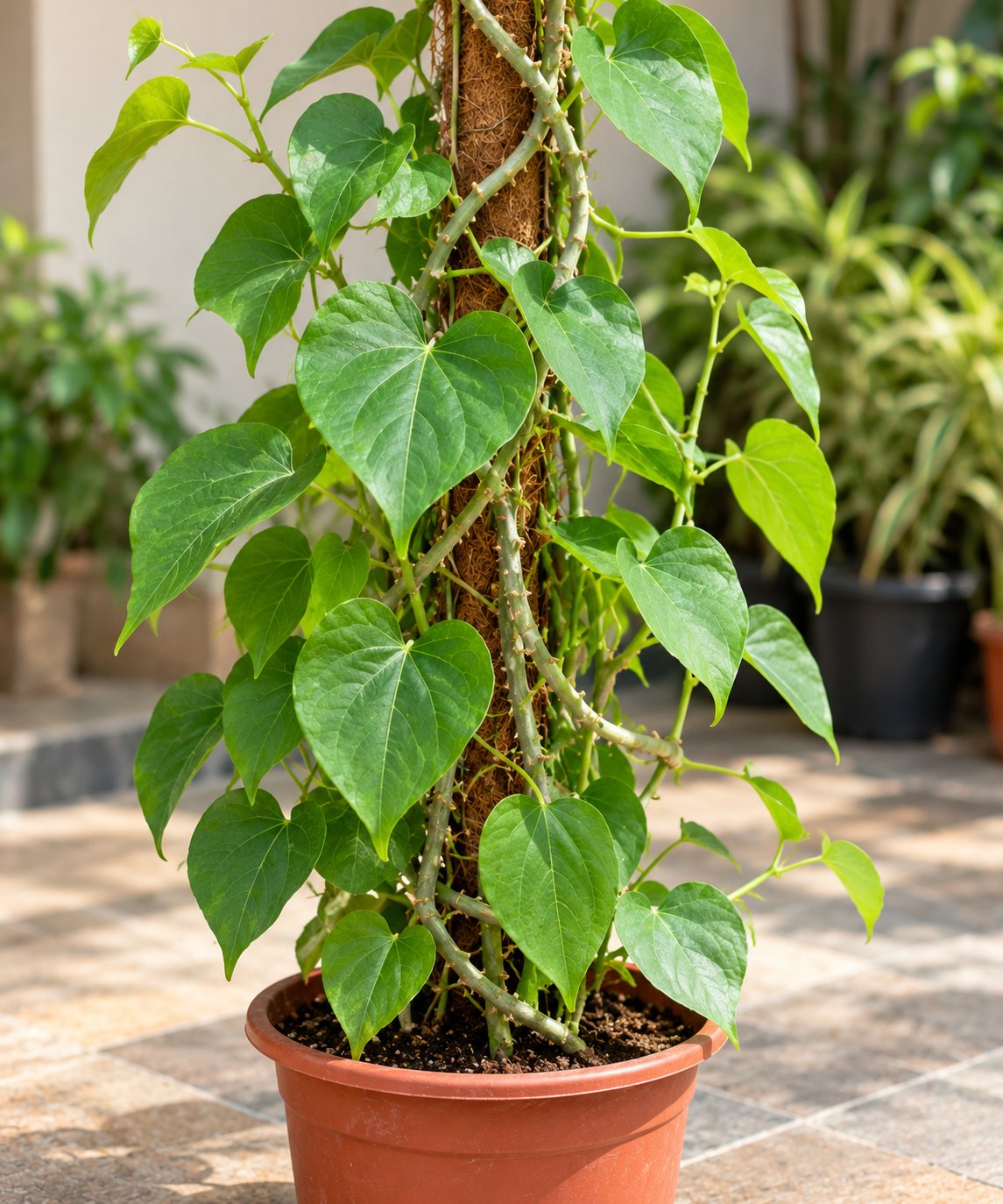 Giloy (Guduchi)