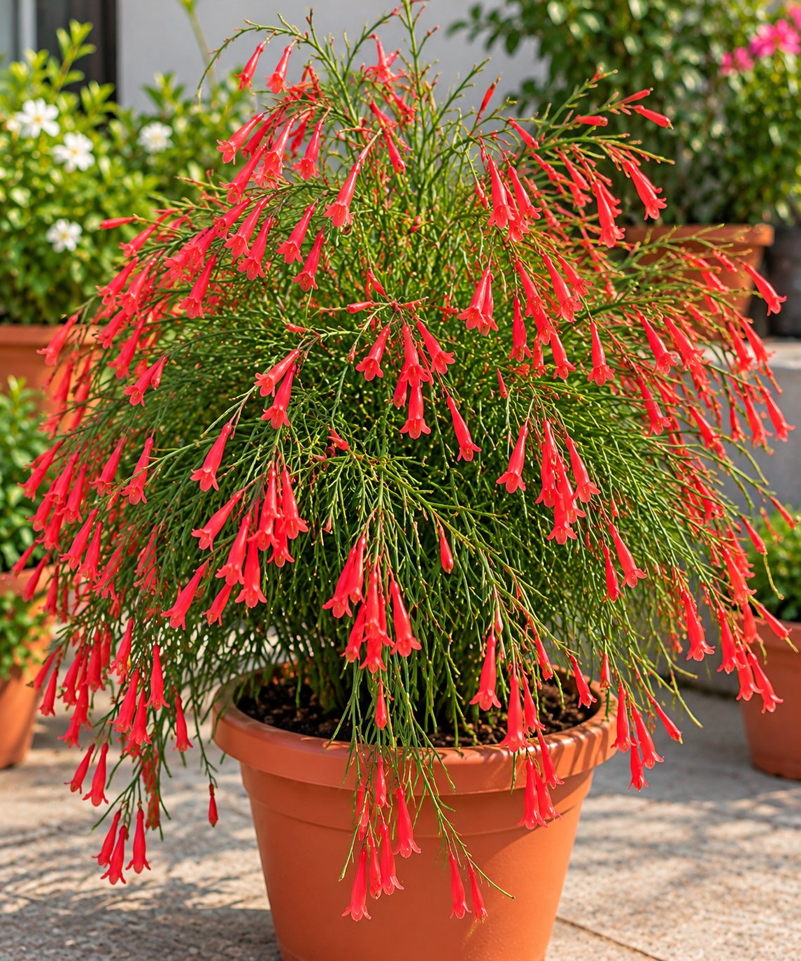 Russelia (Firecracker Plant)