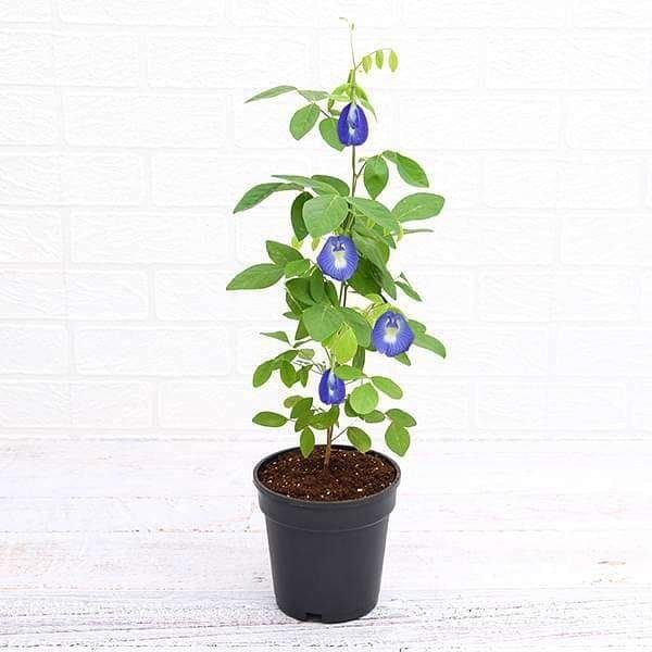 Aparajita (Butterfly Pea)