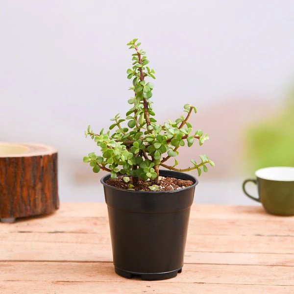 Elephant Bush (Dwarf Jade)