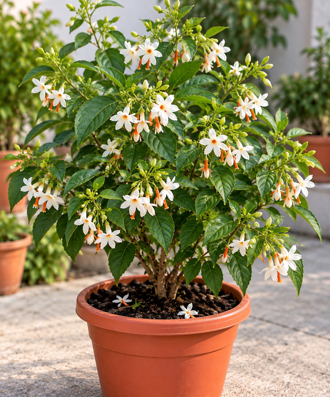 Harsingar (Night Jasmine/Parijat)