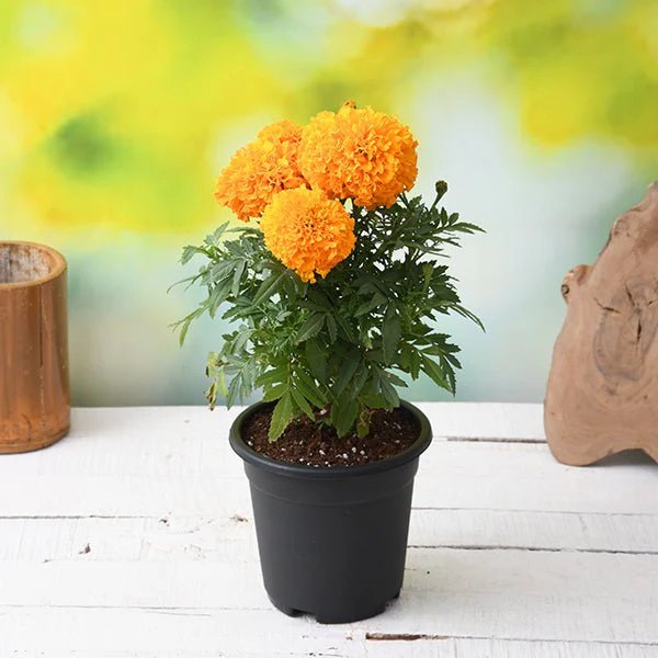 Marigold (Orange)