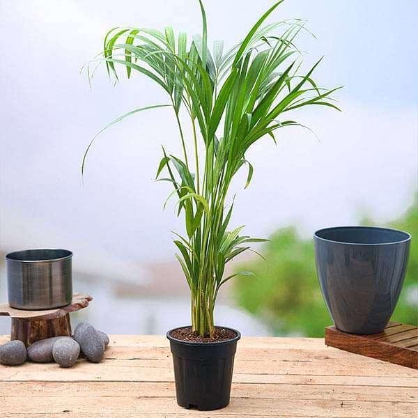 Areca Palm