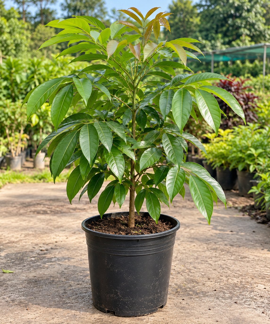Mahogany Tree