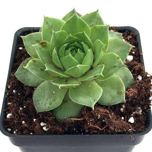 Sempervivum 'Green Wheel' (Lakshmi Kamal)