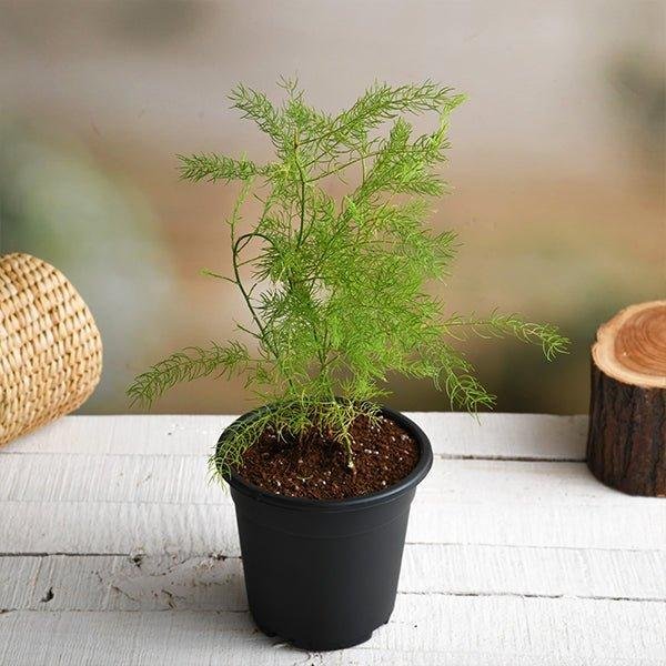 Shatavari (Wild Asparagus)