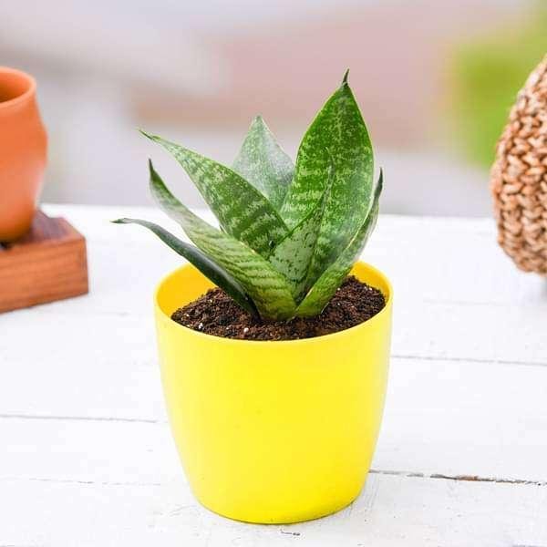 Snake Plant 'Hahnii' (Bird's Nest)