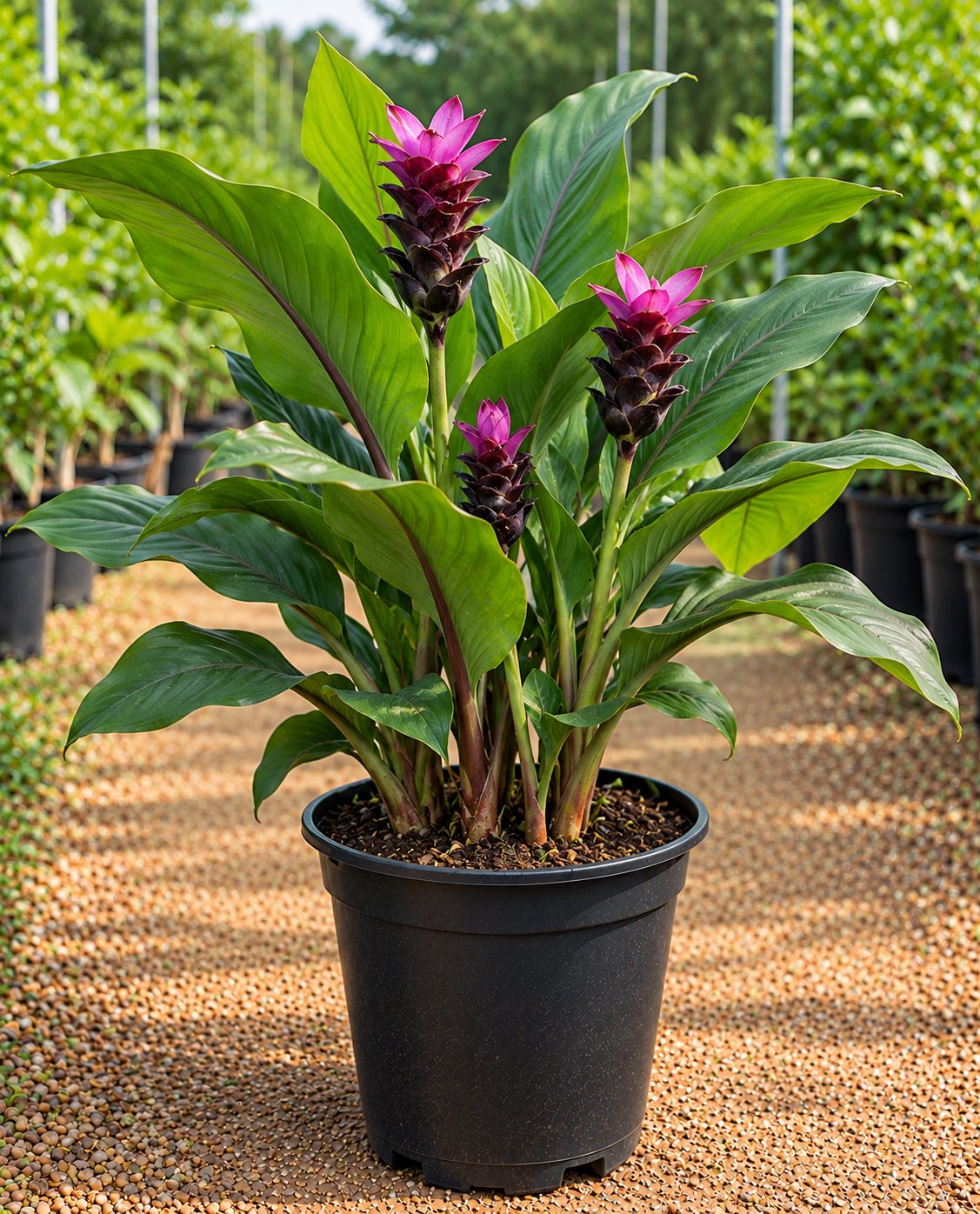 Turmeric