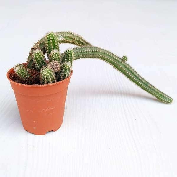 Peanut Cactus