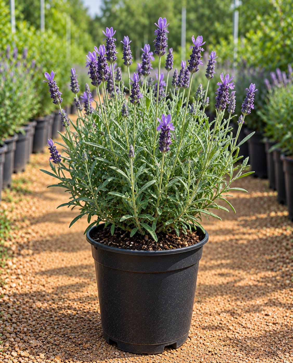 Lavender