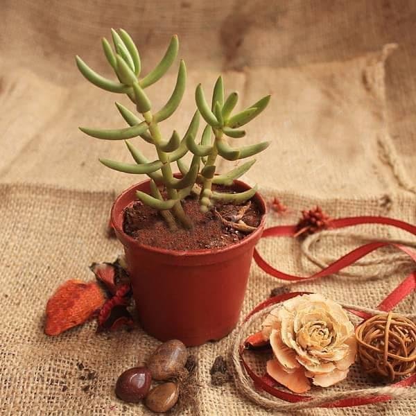 Crassula tetragona (Miniature Pine Tree)
