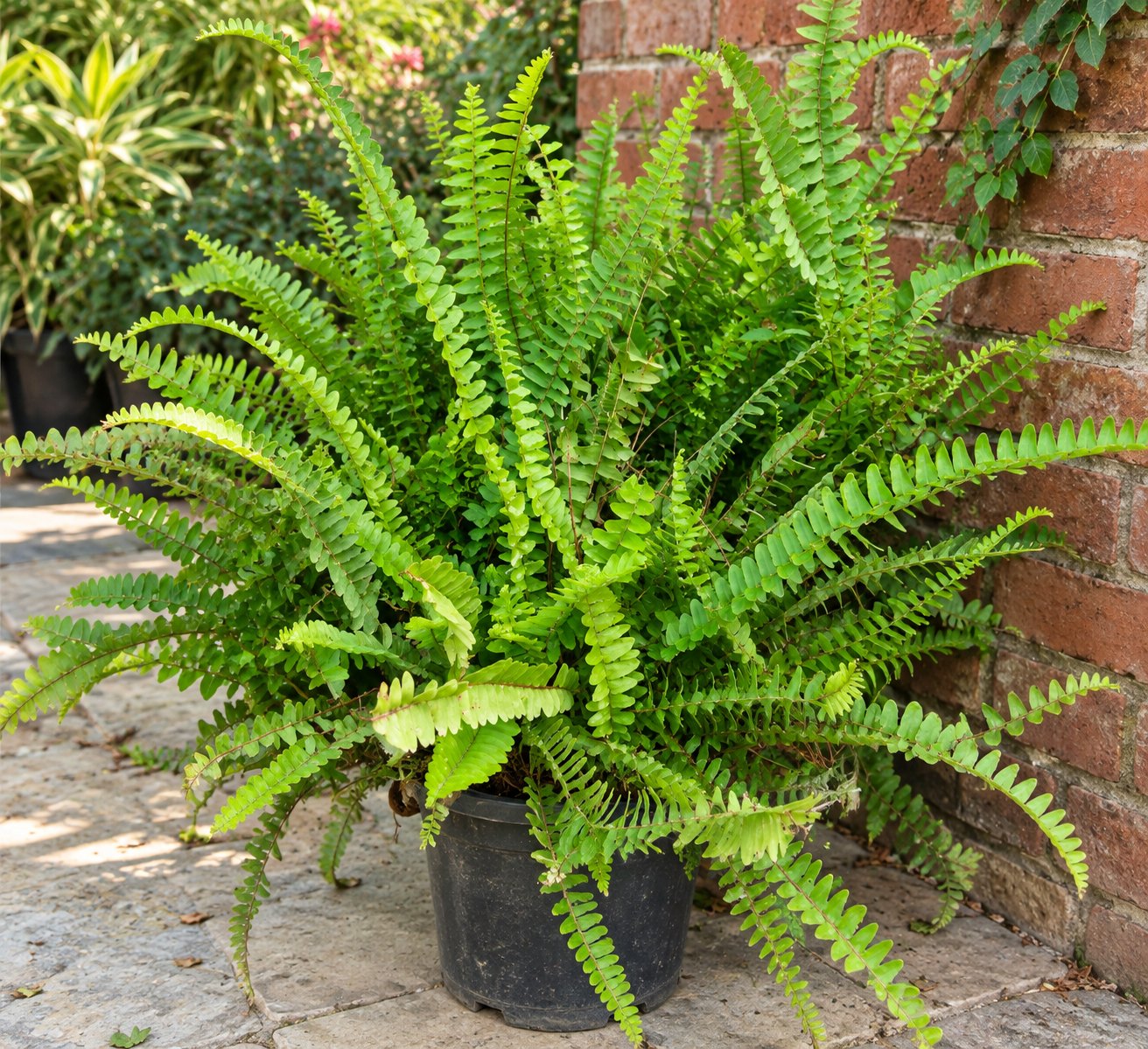 Fern Plant