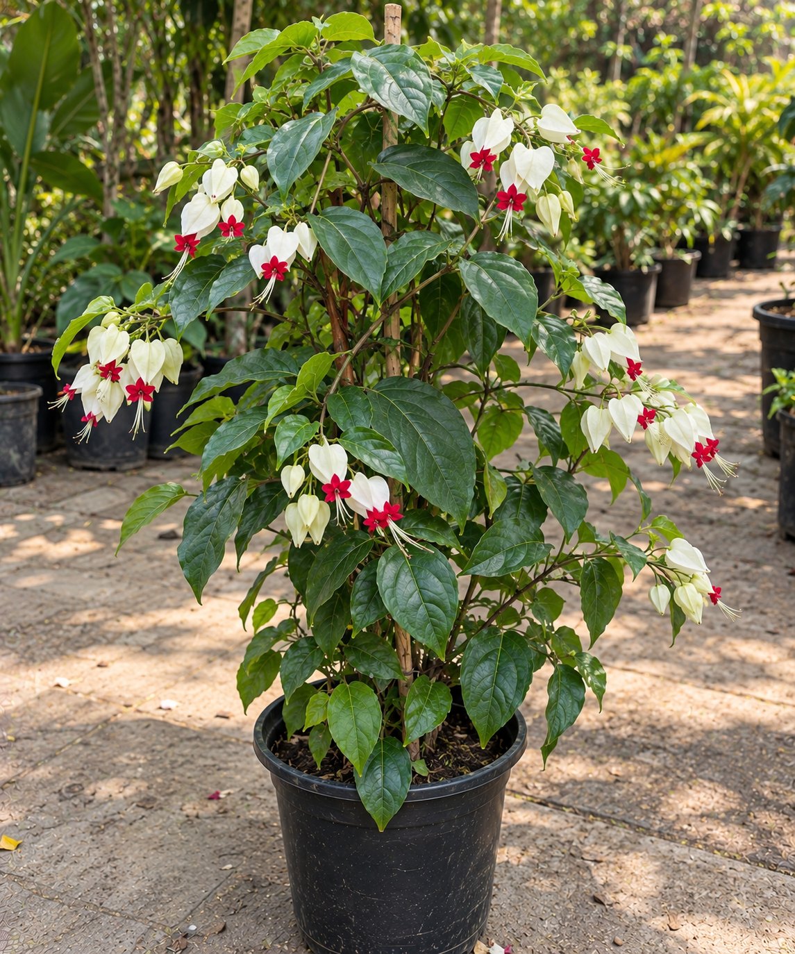 Bleeding Heart Vine