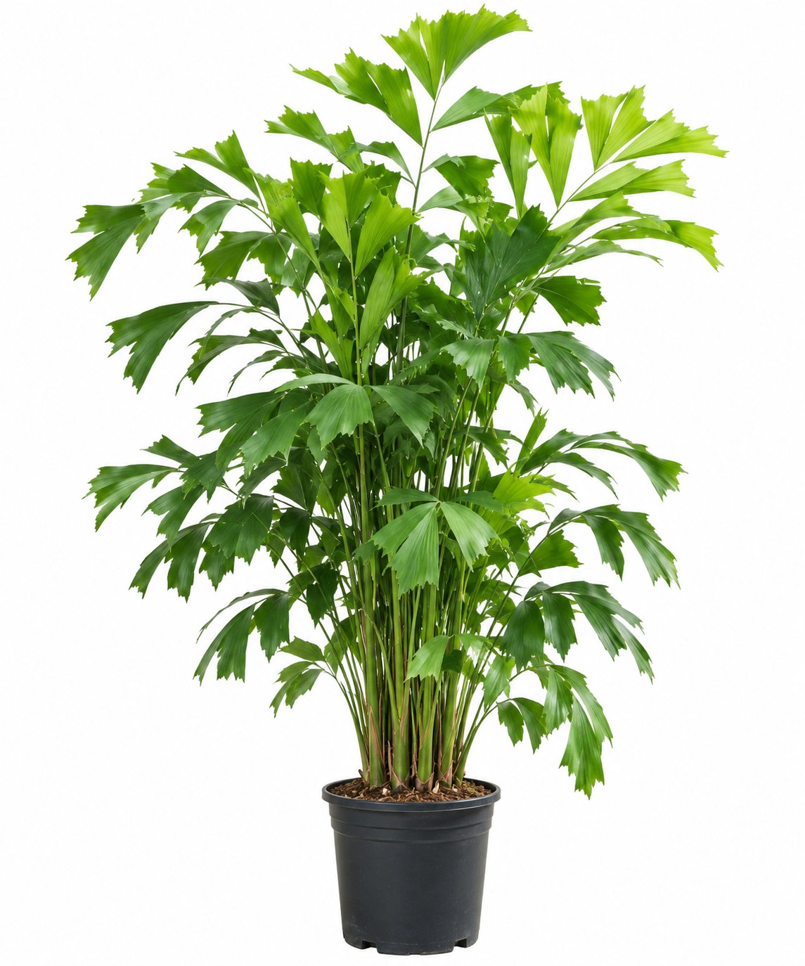 Fishtail Palm