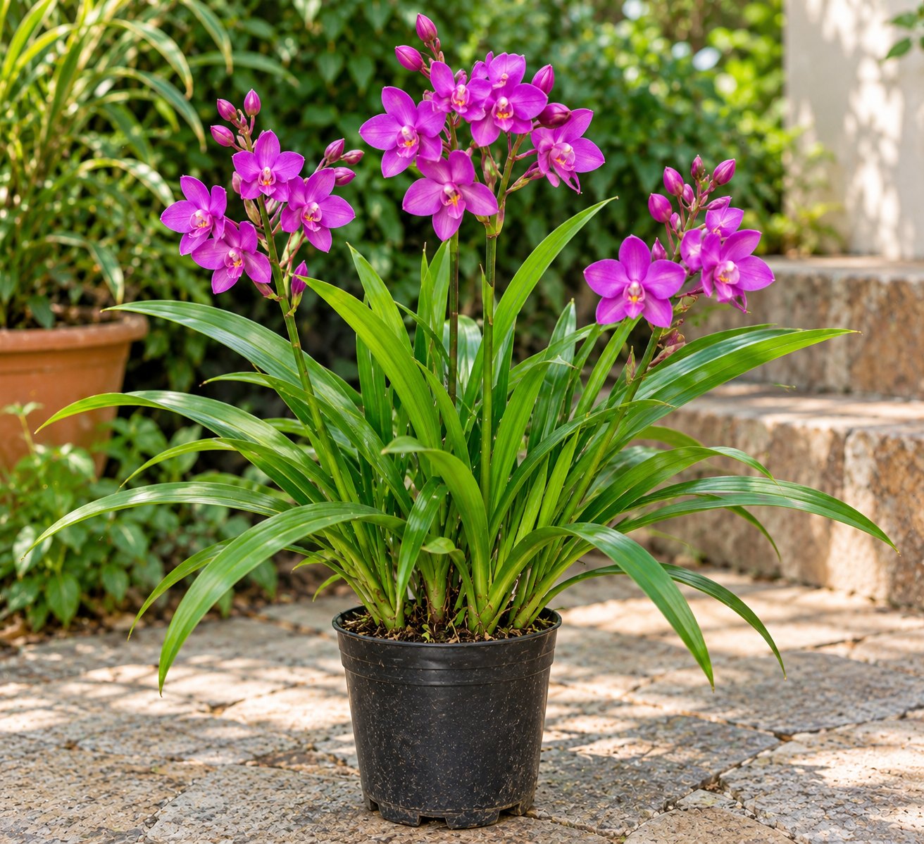 Sun Orchid (Variegated)