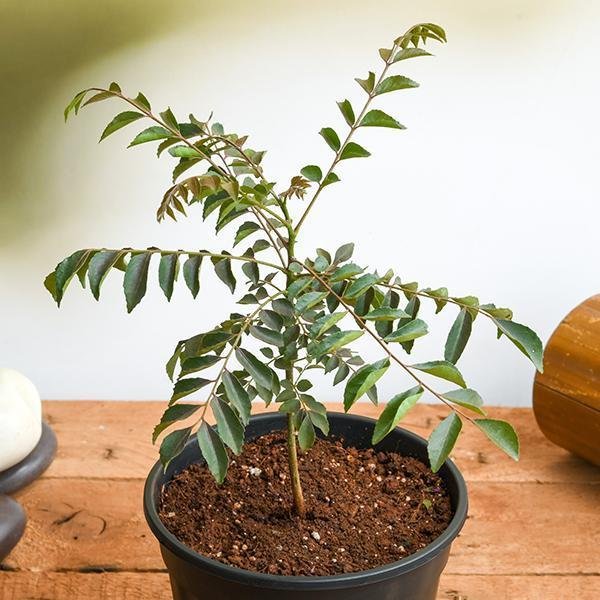 Curry Leaf