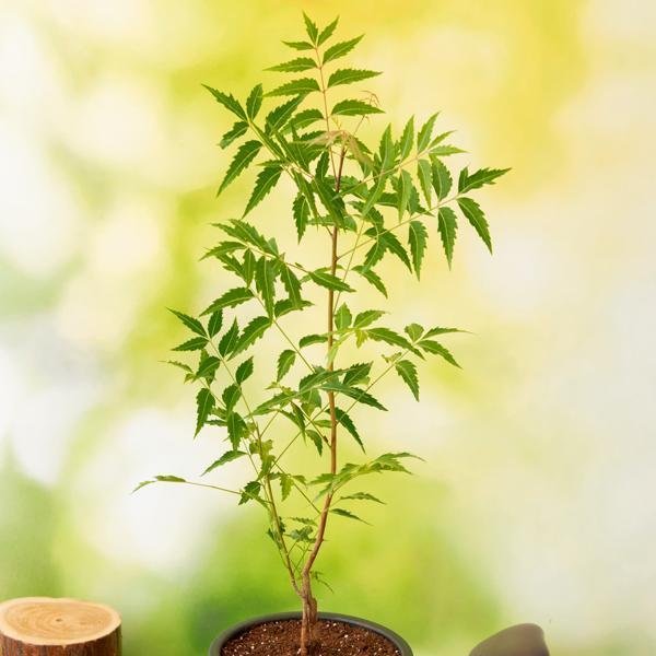 Neem