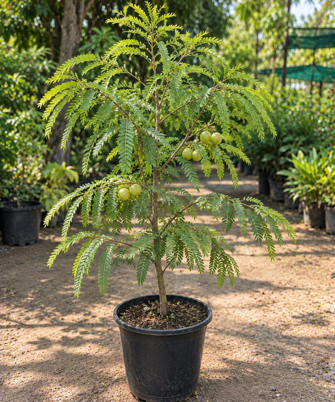 Amla (Grafted)