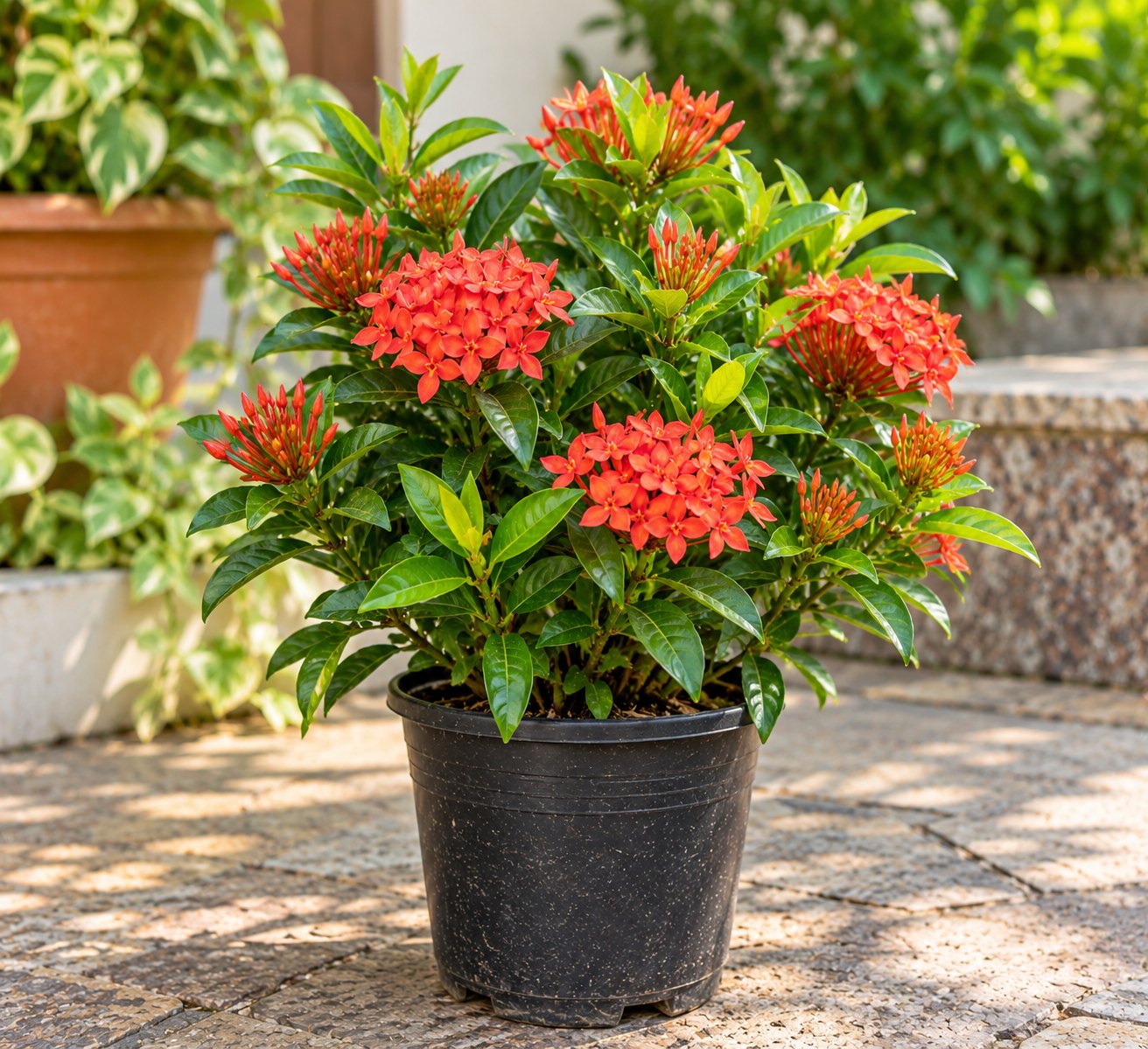 Ixora (Small)