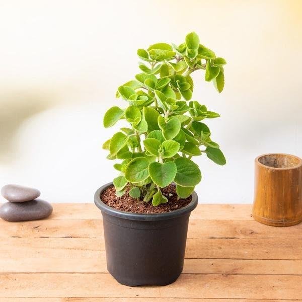 Ajwain Patta (Indian Borage)