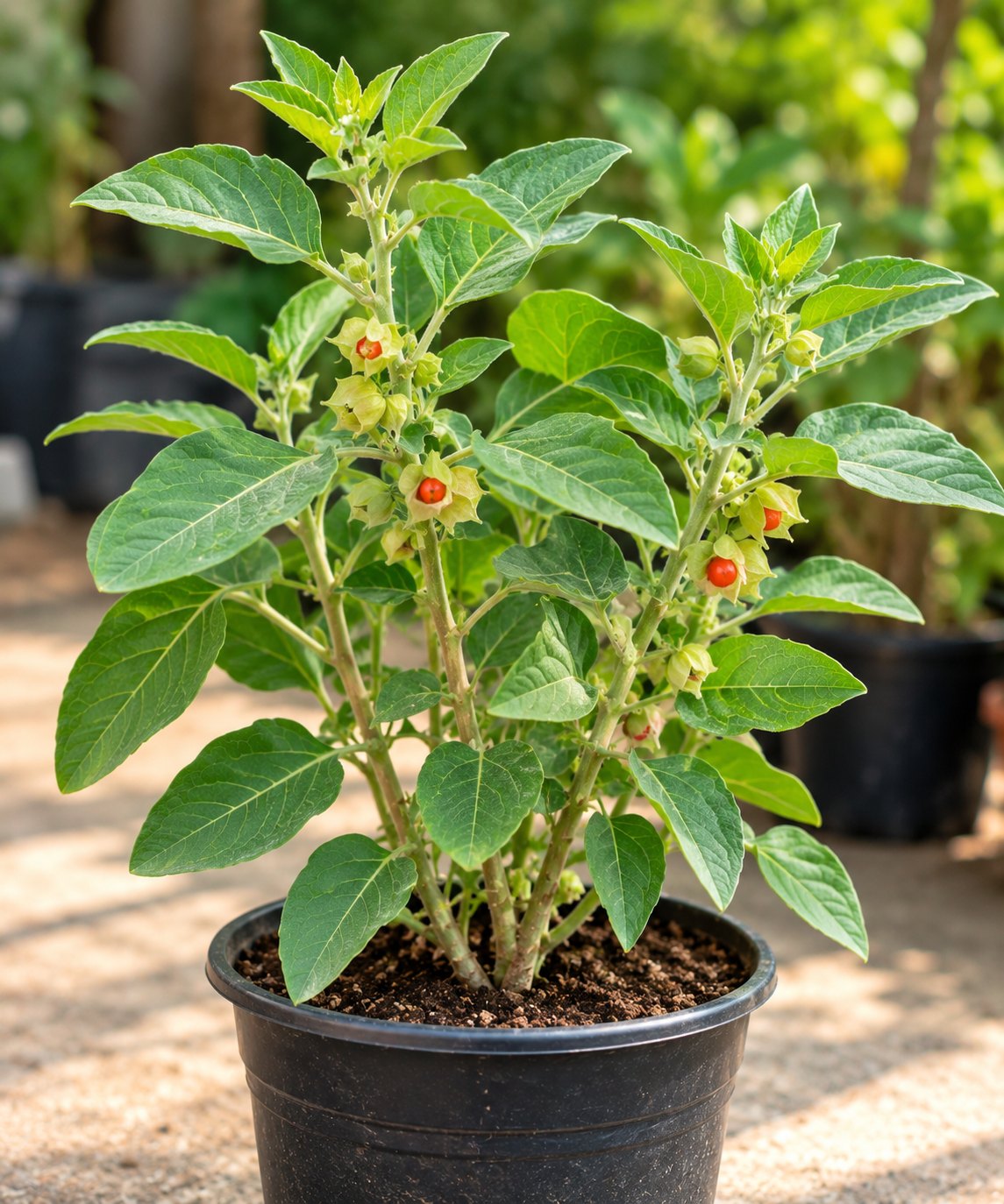 Ashwagandha
