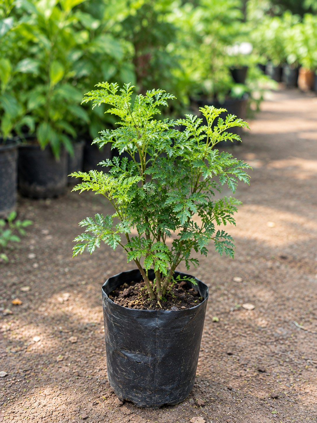Aralia (Small)