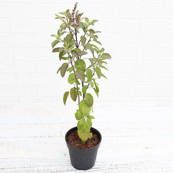 Krishna Tulsi (Shyama Tulsi)