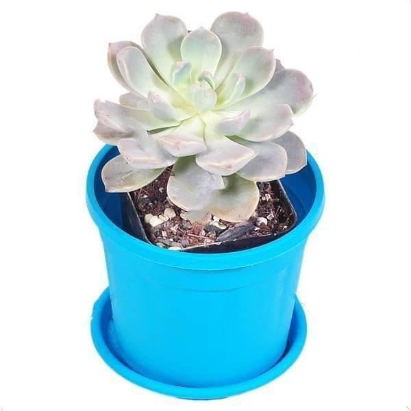 Pachyveria scheideckeri