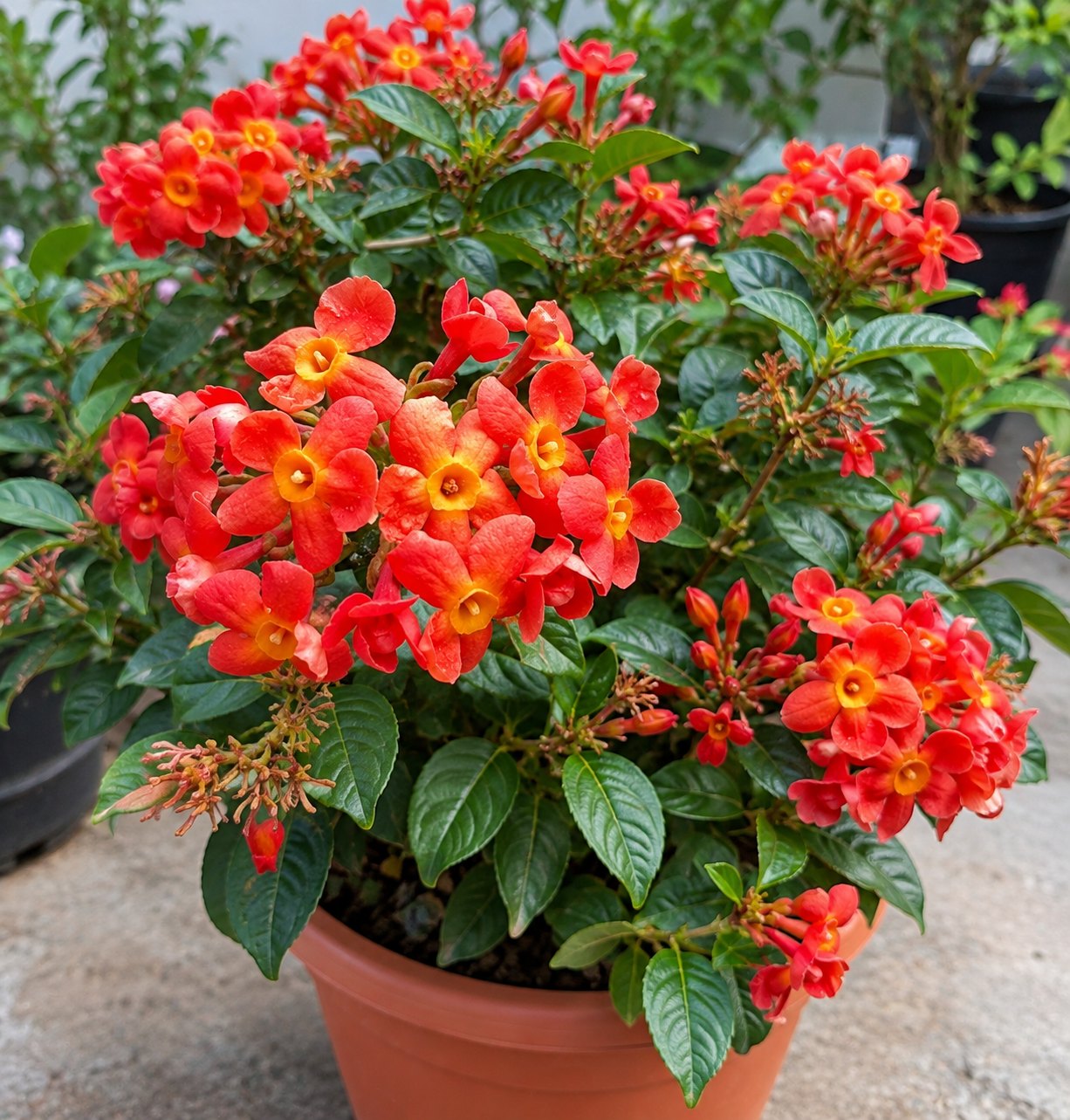 Panama Rose