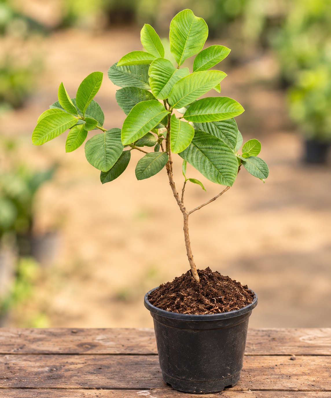 Asafoetida Plant (Hing)