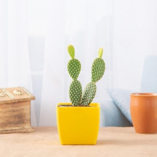 Bunny Ears Cactus