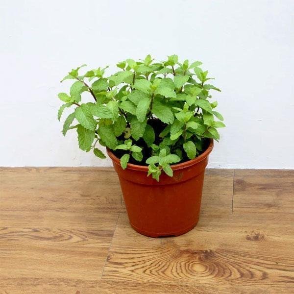 Japanese Mint