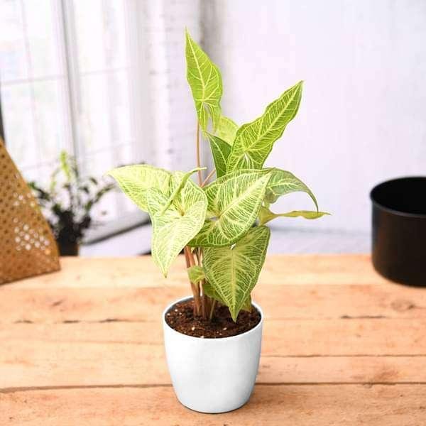 Syngonium 'White Butterfly'