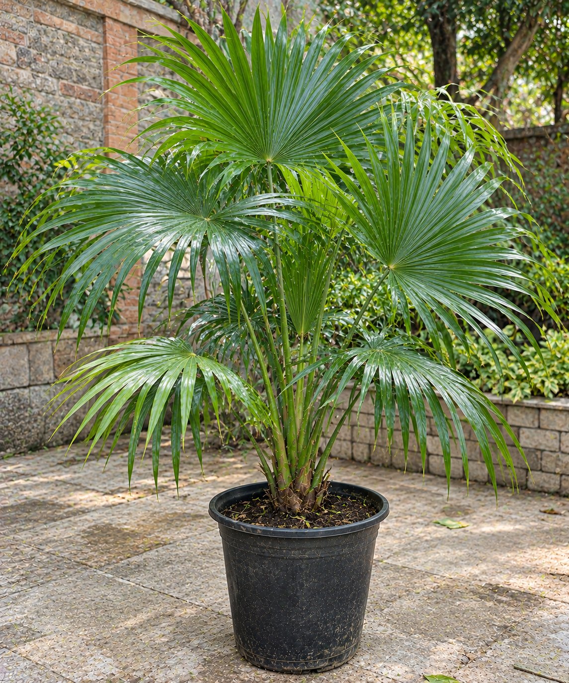 China Palm (Big)