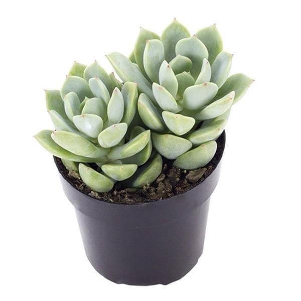 Graptoveria opalina (White Mexican Rose)