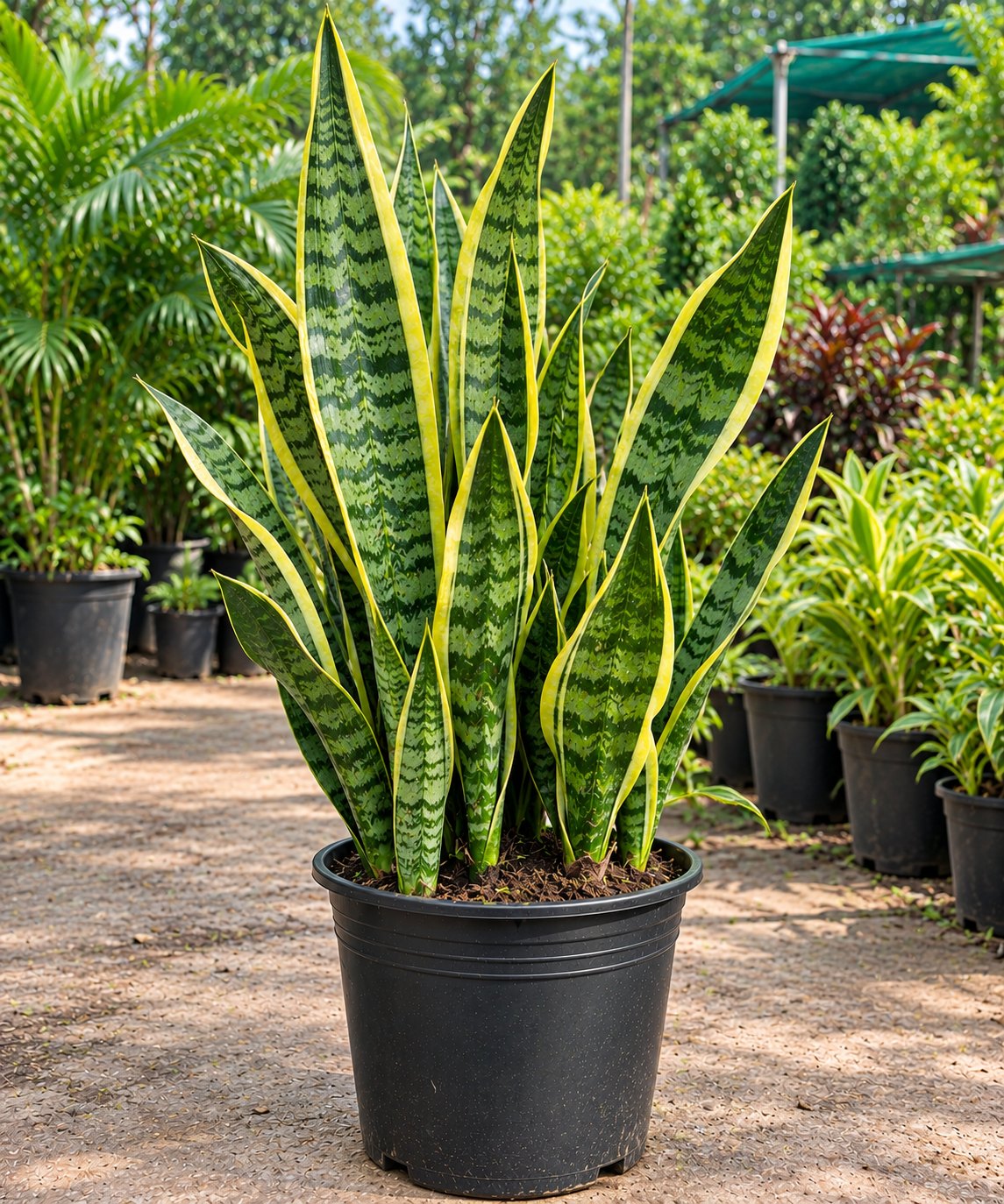 Tiger Bark plant